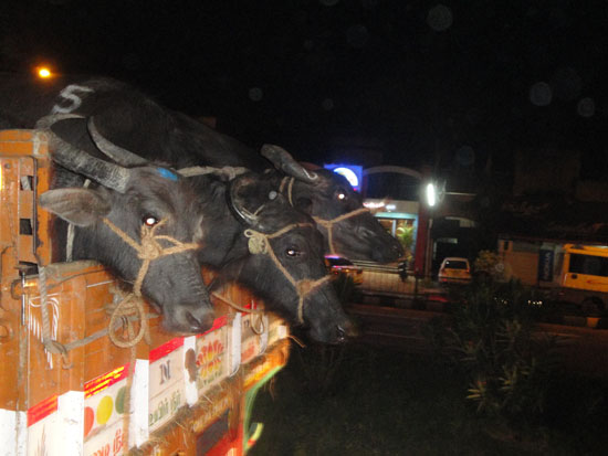 Cows on a truck going to the tannery in India