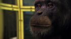 BBC Nature - Ape versus machine: Do primates enjoy computer games?