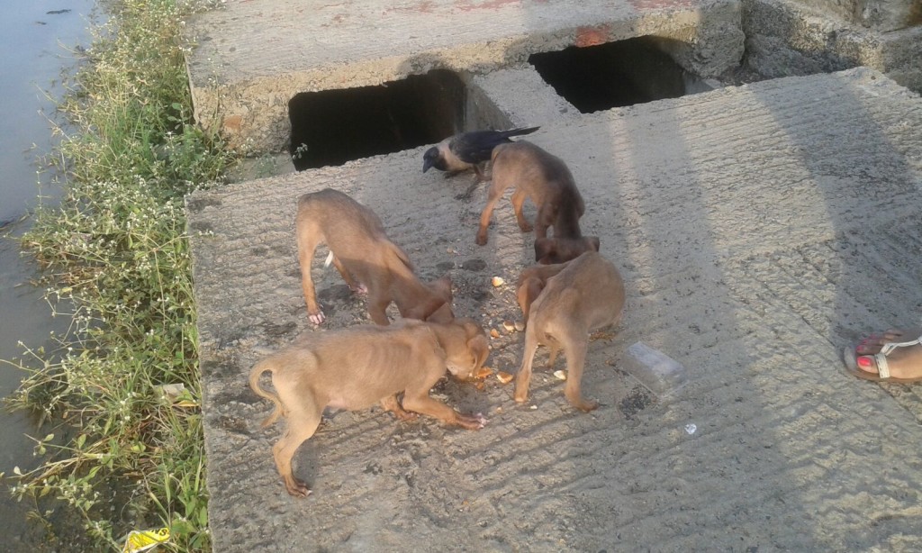 emaciated puppies at taramani station