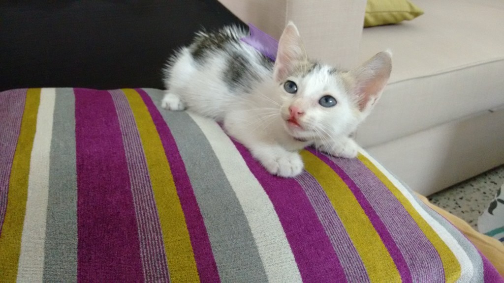 white kitten in chennai