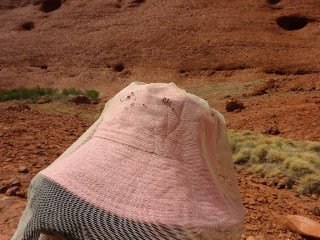 fly nets in uluru are essential